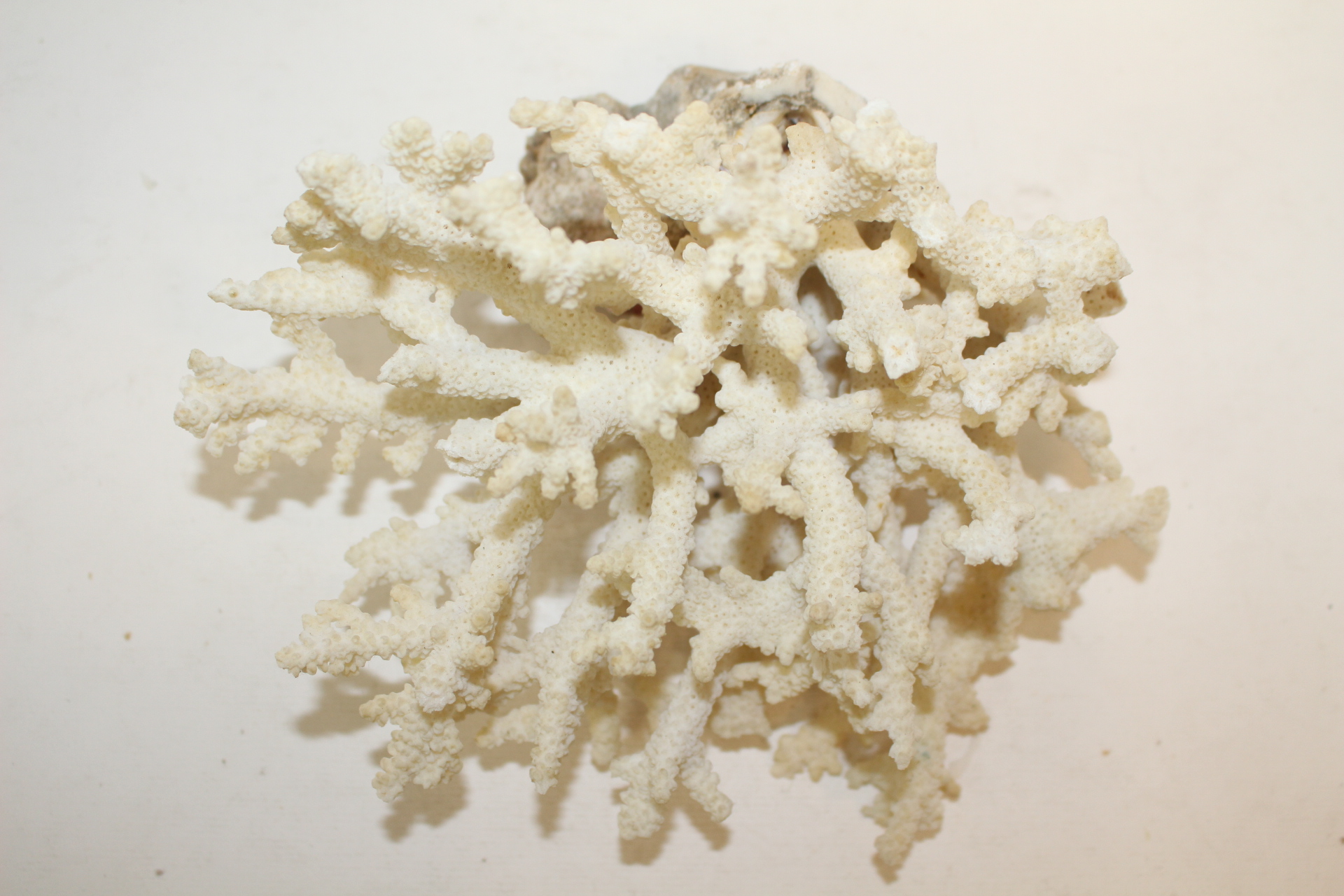 특이한 모양의 자연 산호