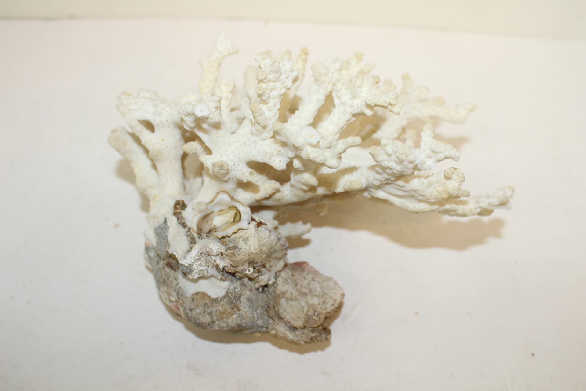 특이한 모양의 자연 산호