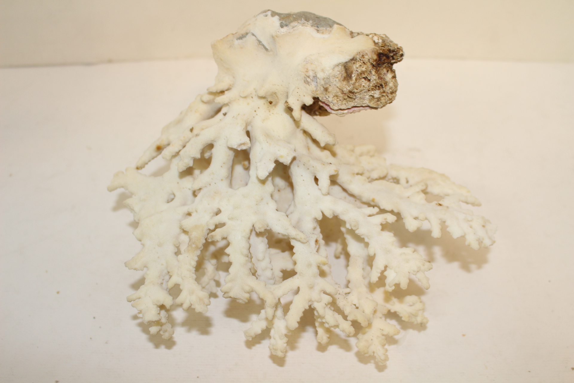 특이한 모양의 자연 산호