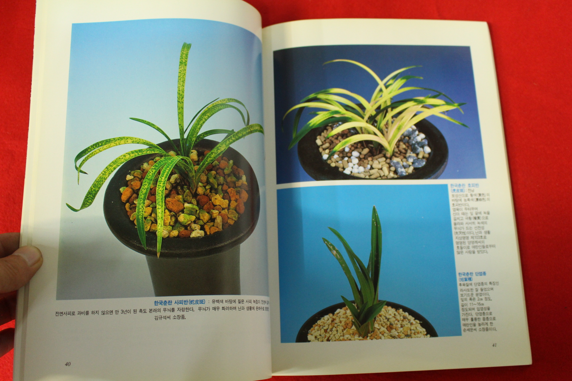 1994년 제1회 한국춘란 전국대회도록