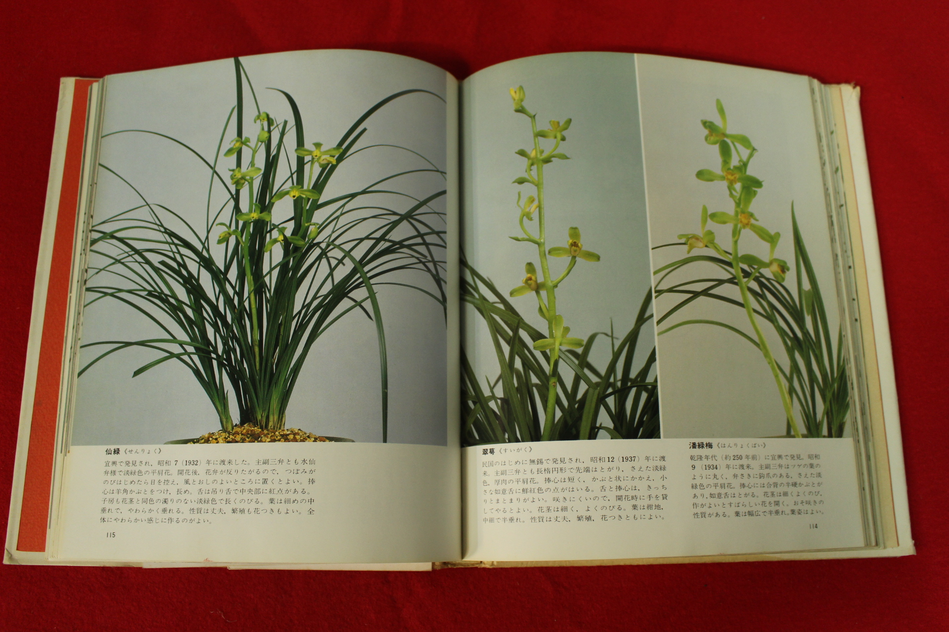 1980년 일본간행 중국난