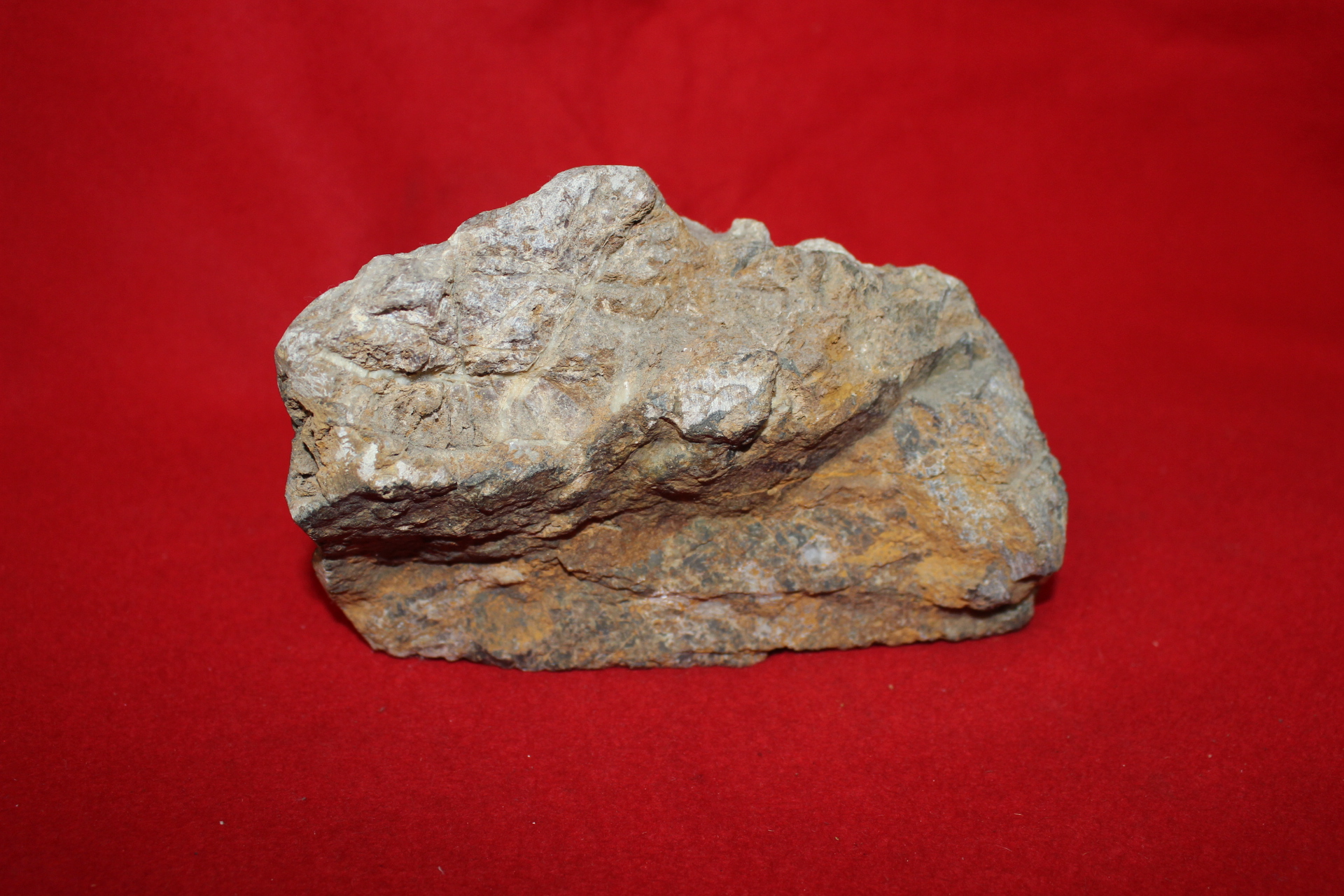 자연적인 국화석 미석