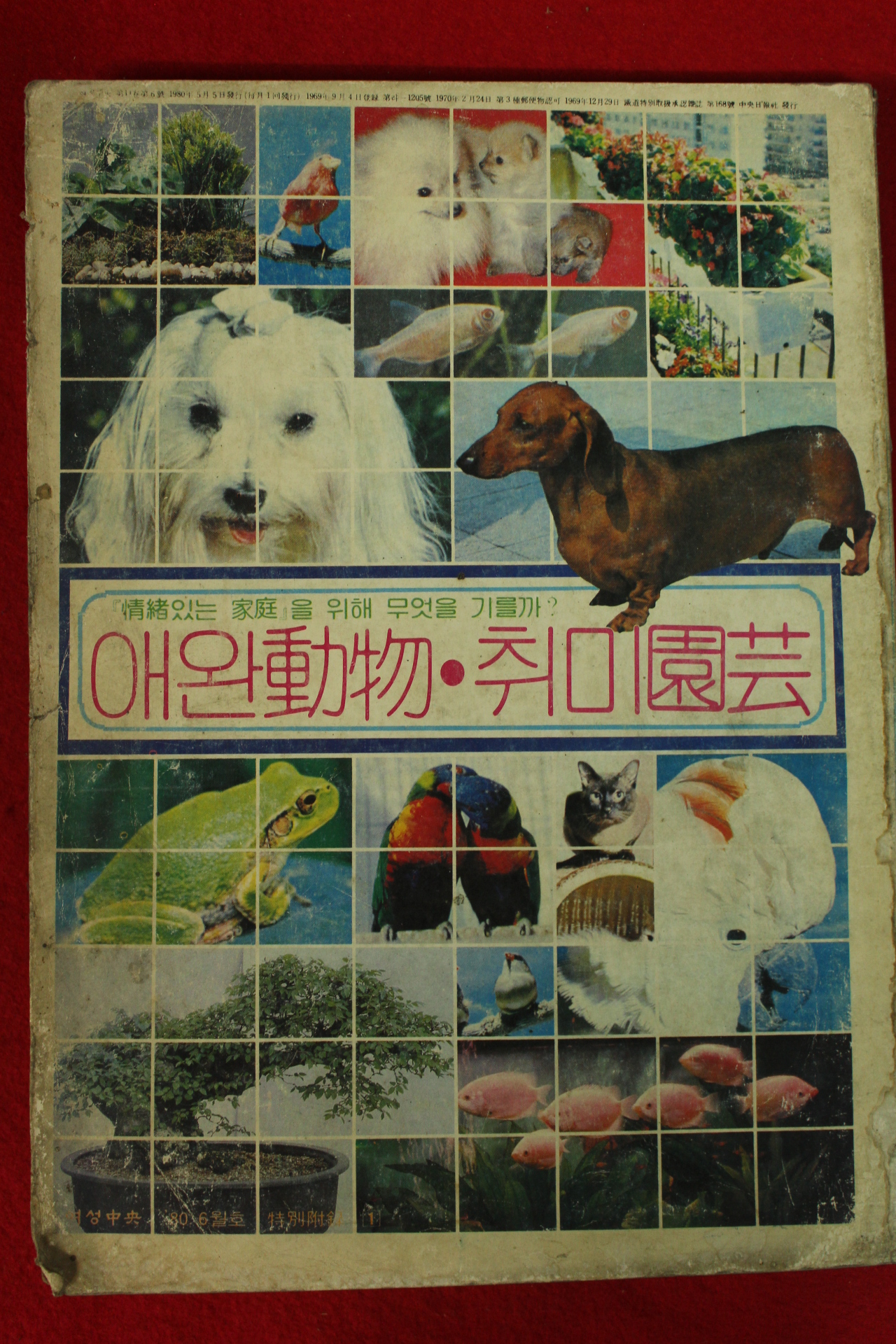 1980년 여성중앙특별부록 애완동물,취미원예