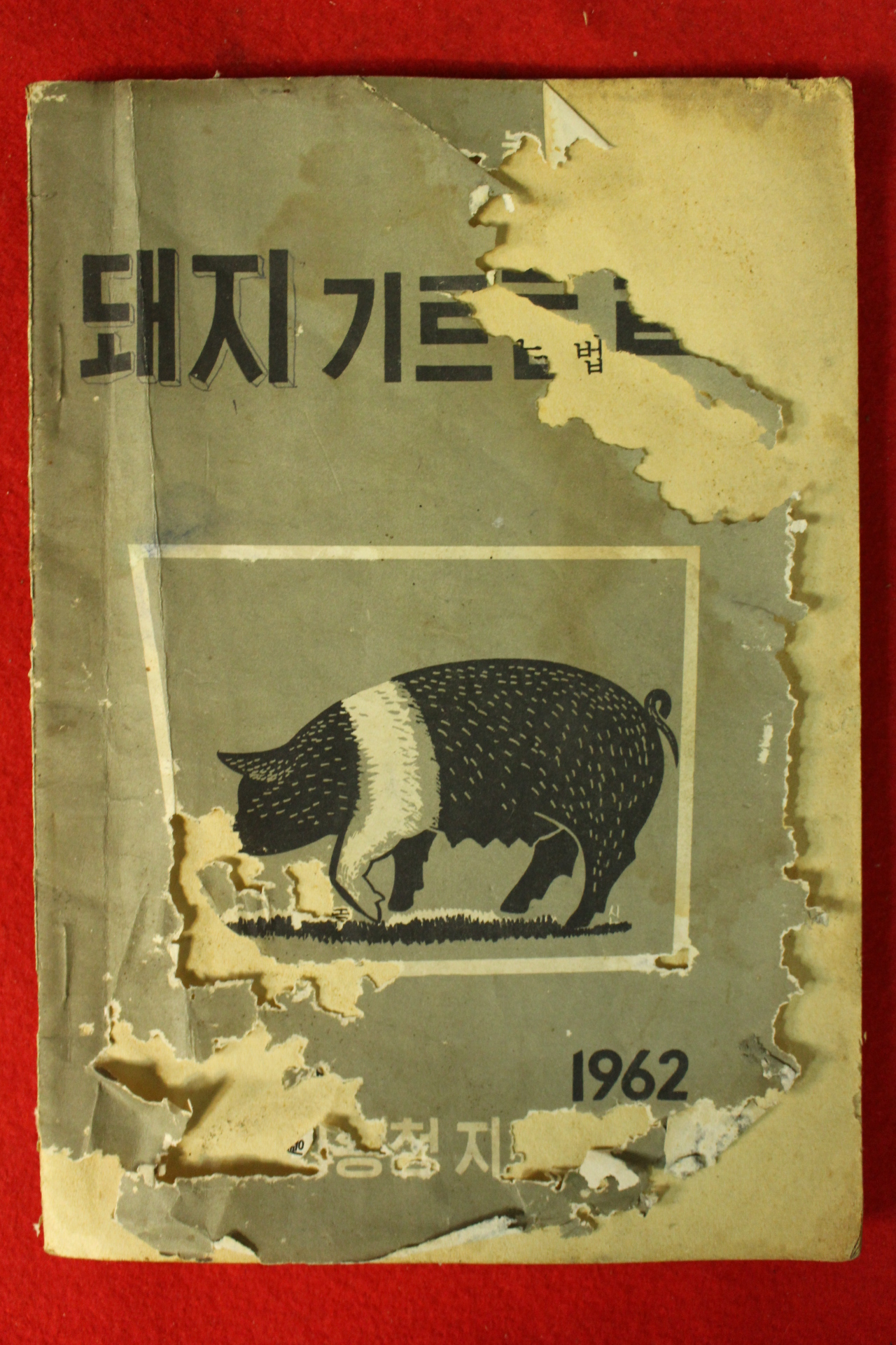 1962년 돼지 기르는 법