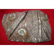 대형크기의 고생대,신생대 화석 암모나이트
