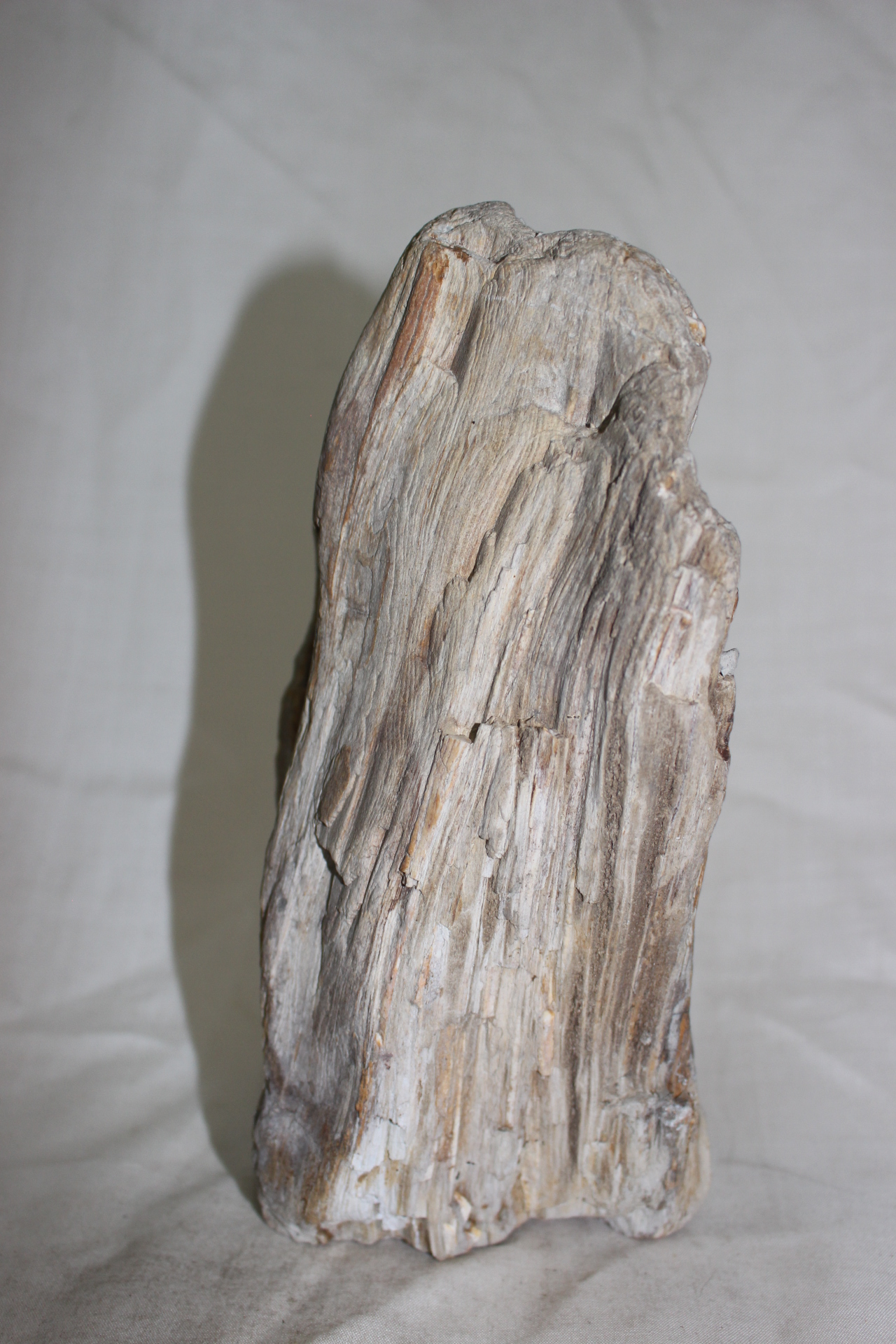 485-나무화석