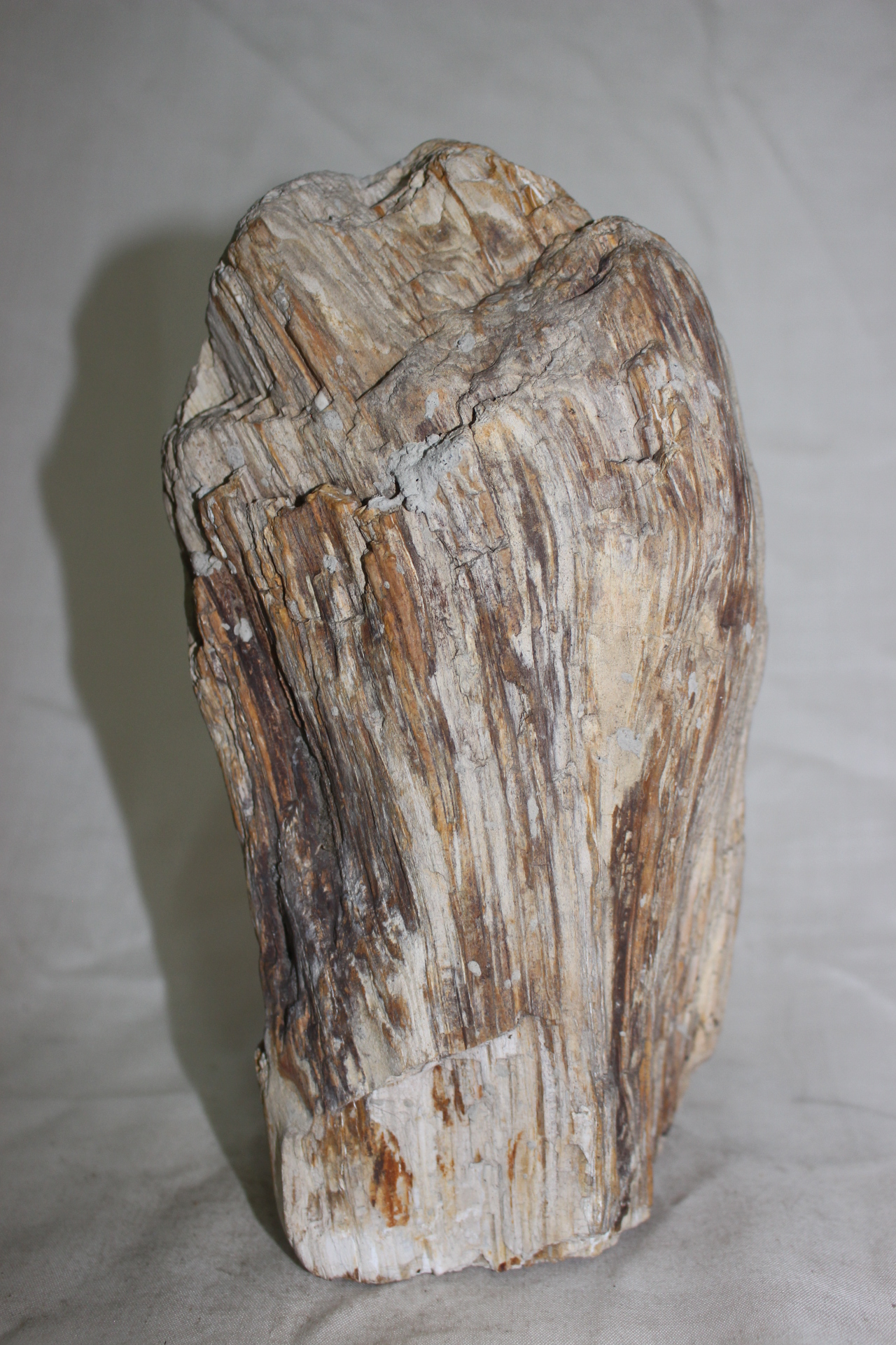 485-나무화석