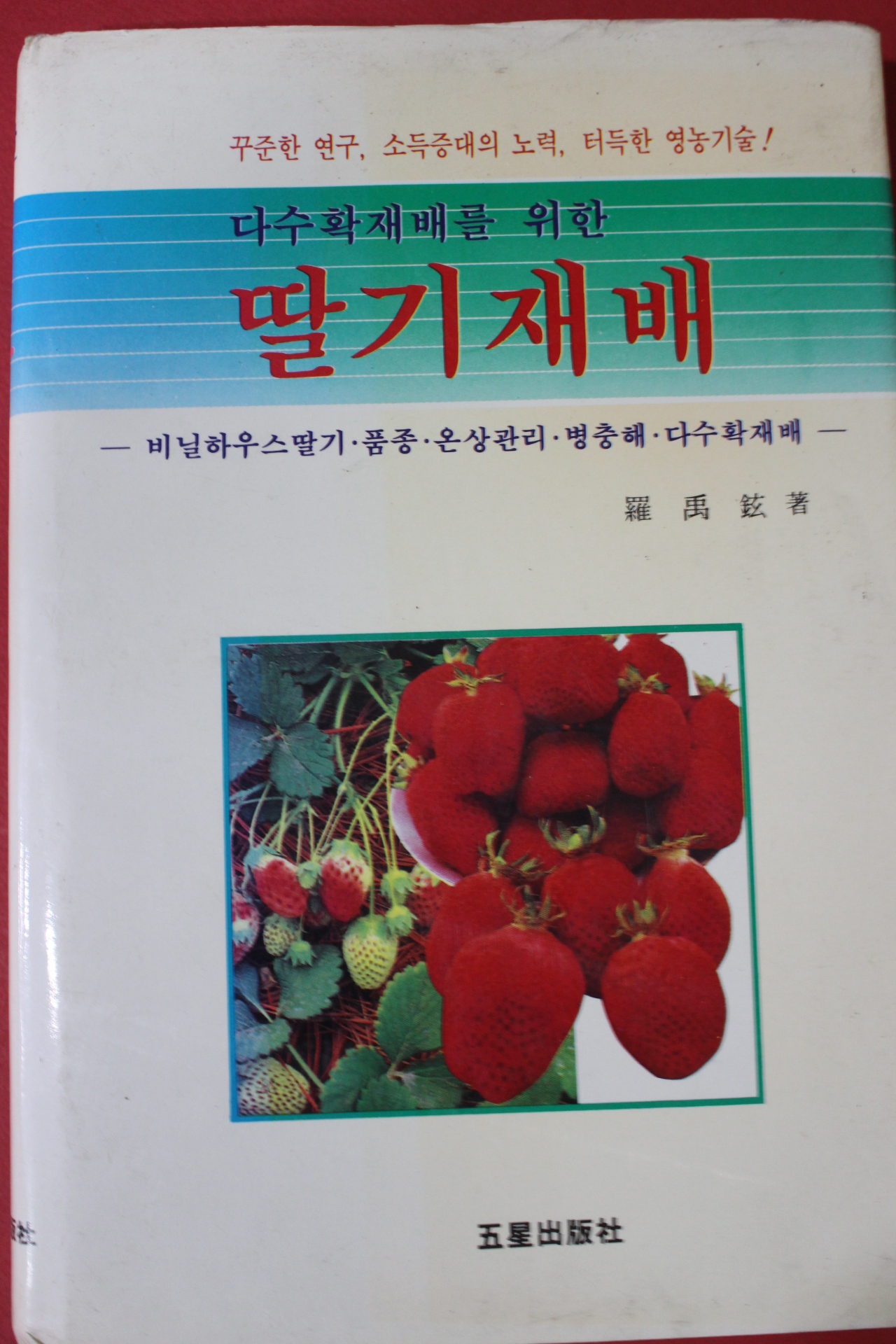 1991년 나우현 다수확재배를 위한 딸기재배