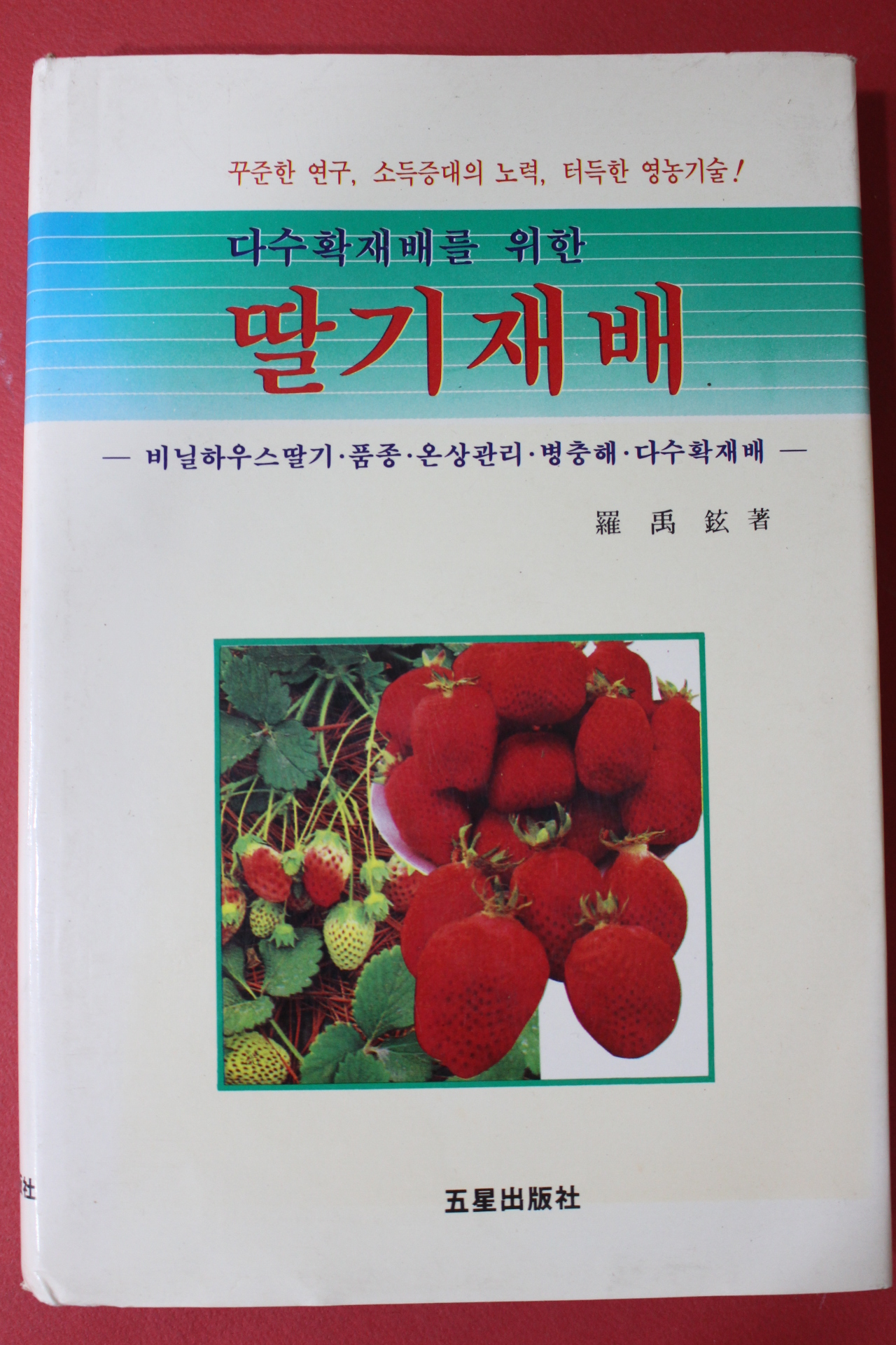 1991년 나우현 다수확재배를 위한 딸기재배