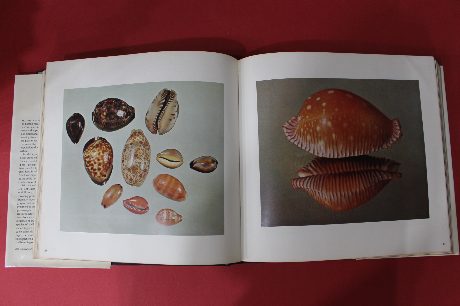 미국 일본간행 조개관련 THE SHELL