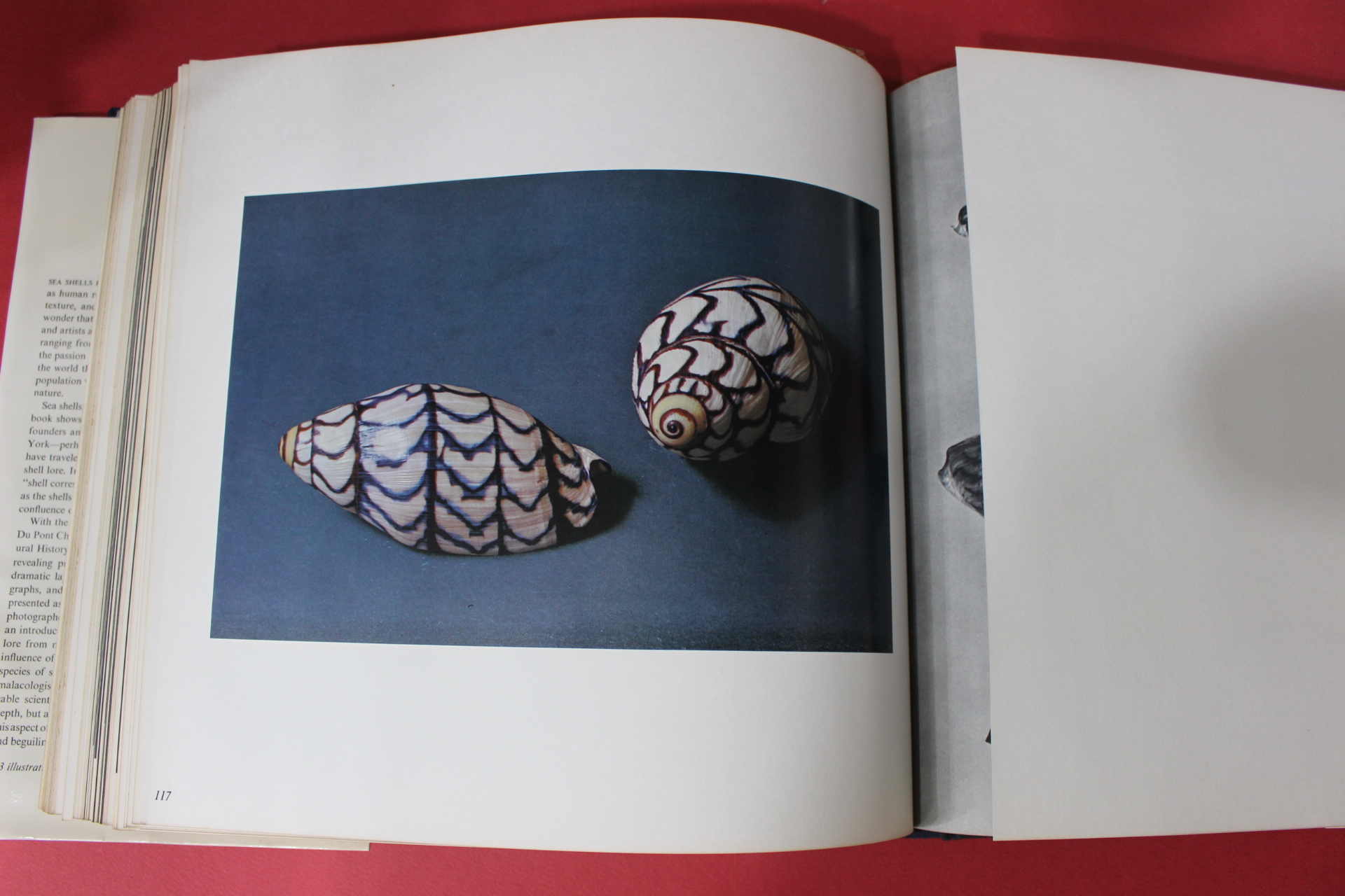 미국 일본간행 조개관련 THE SHELL