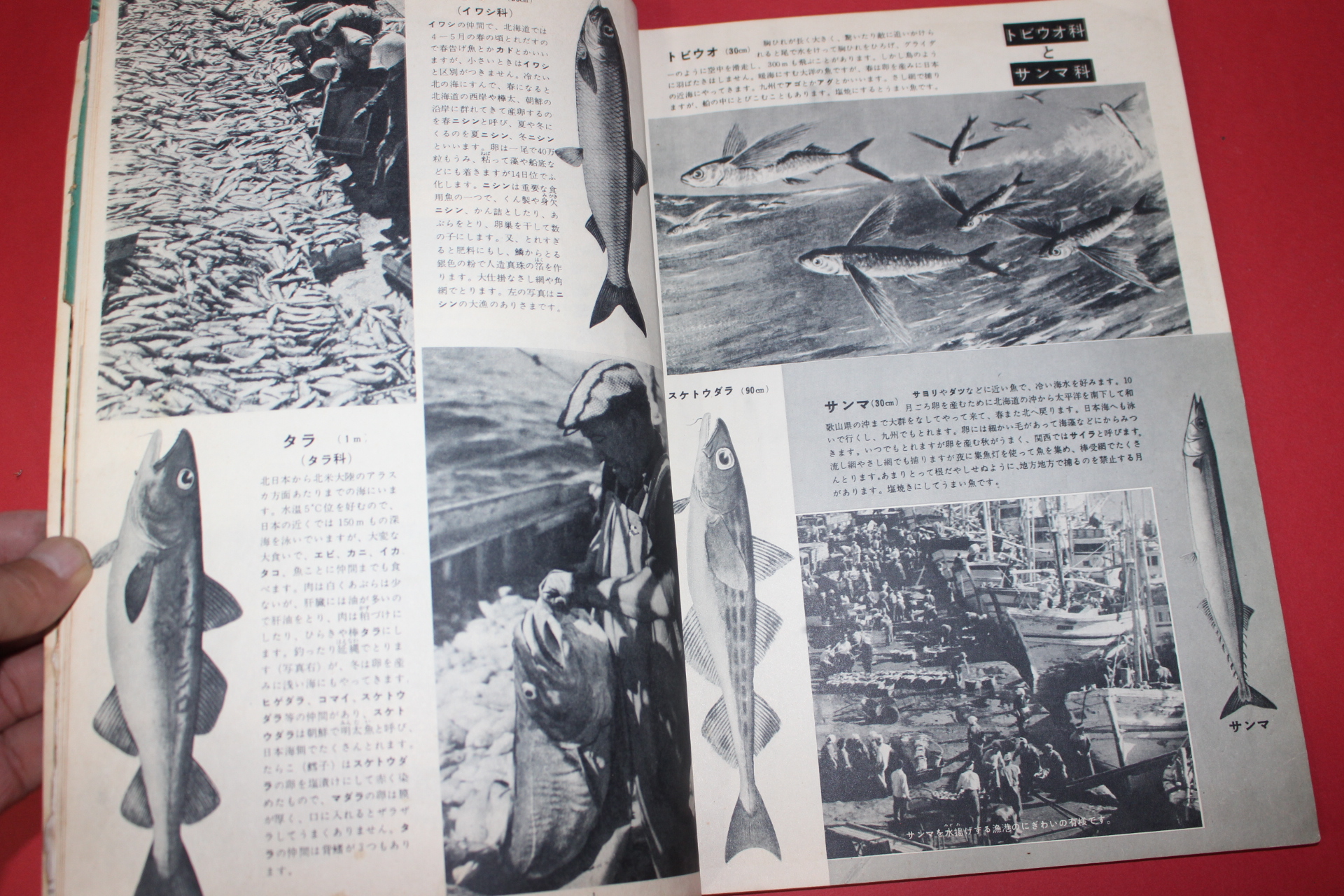 1958년(소화33년) 과학대관 제4호 어구(魚具)