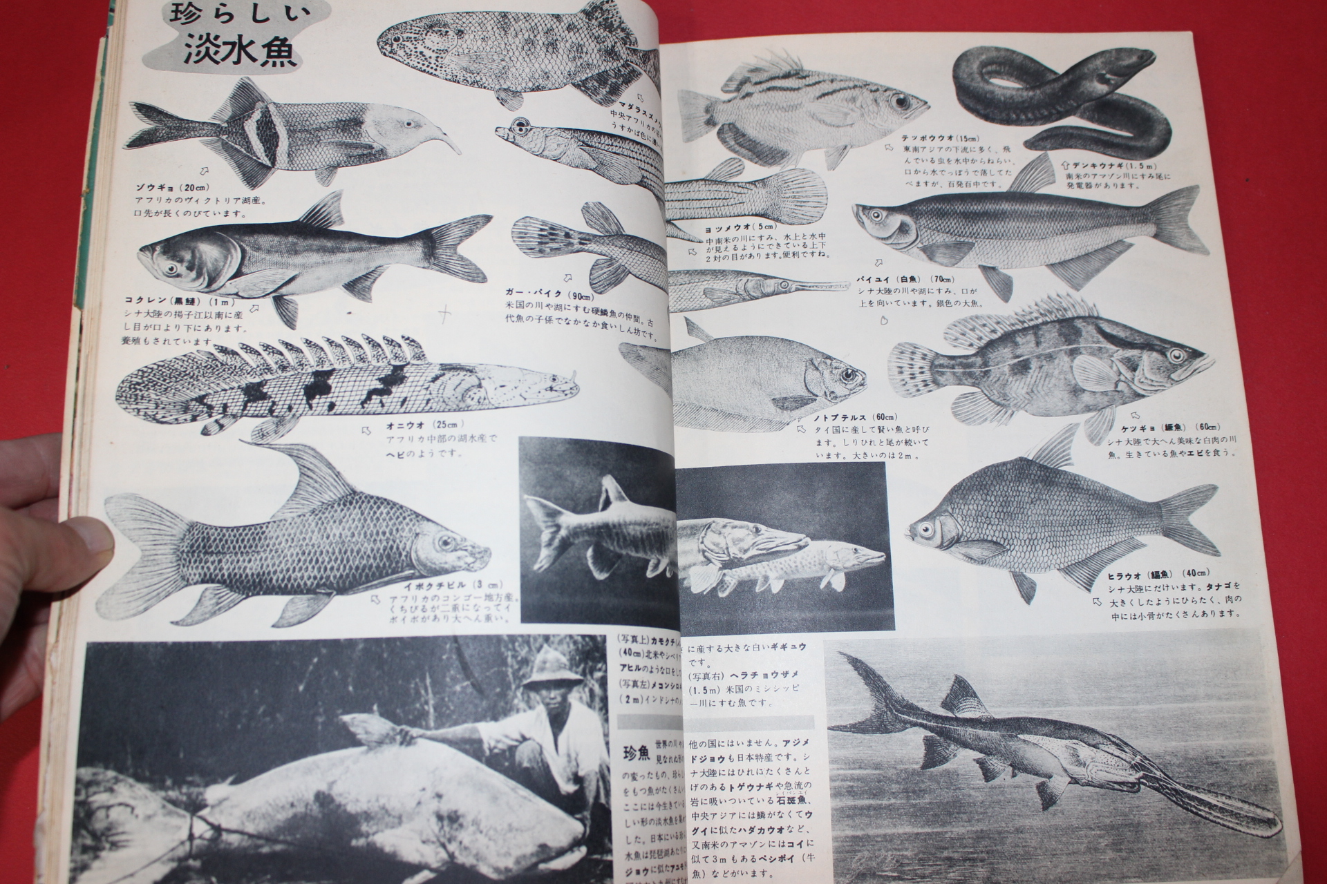 1958년(소화33년) 과학대관 제4호 어구(魚具)