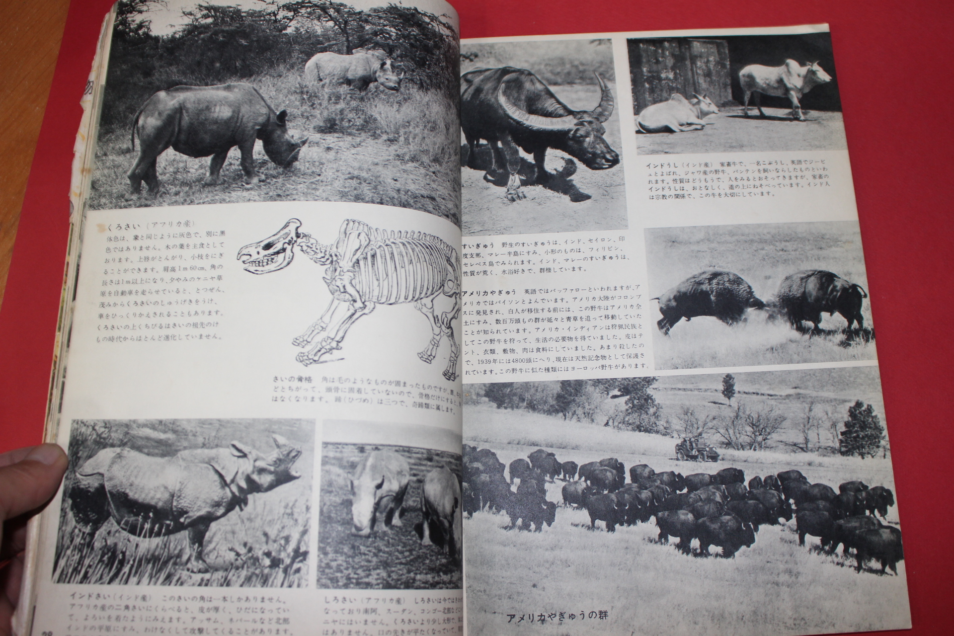 1957년(소화32년) 과학대관 제1호 동물(動物)