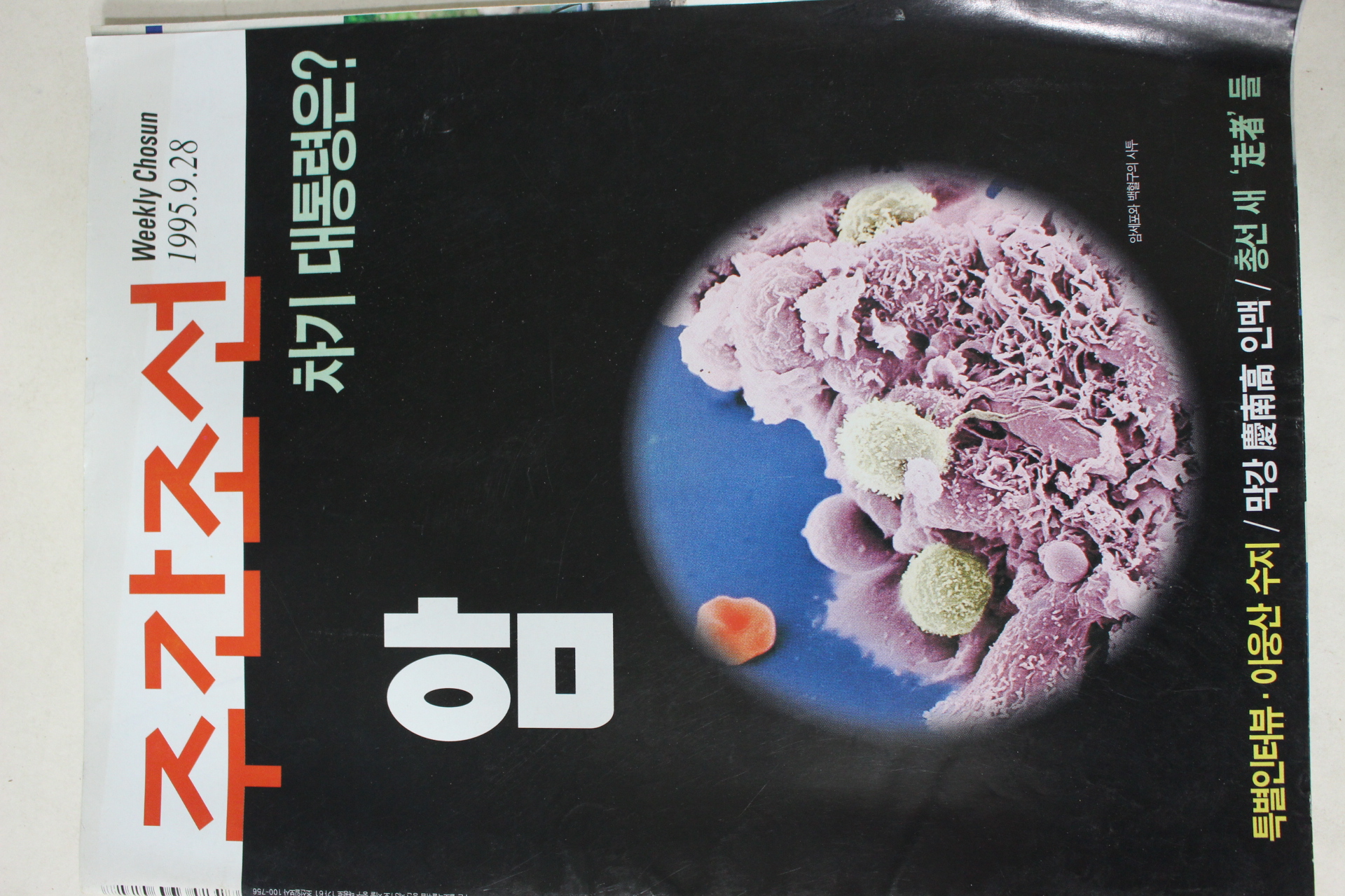1995년9월28일 주간조선