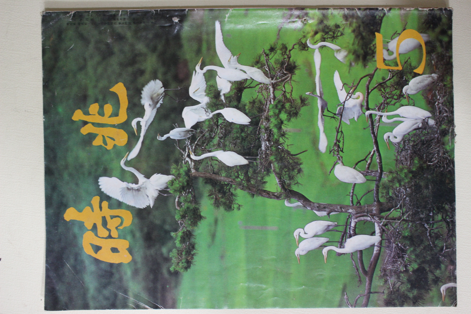 1981년 시조 5월호