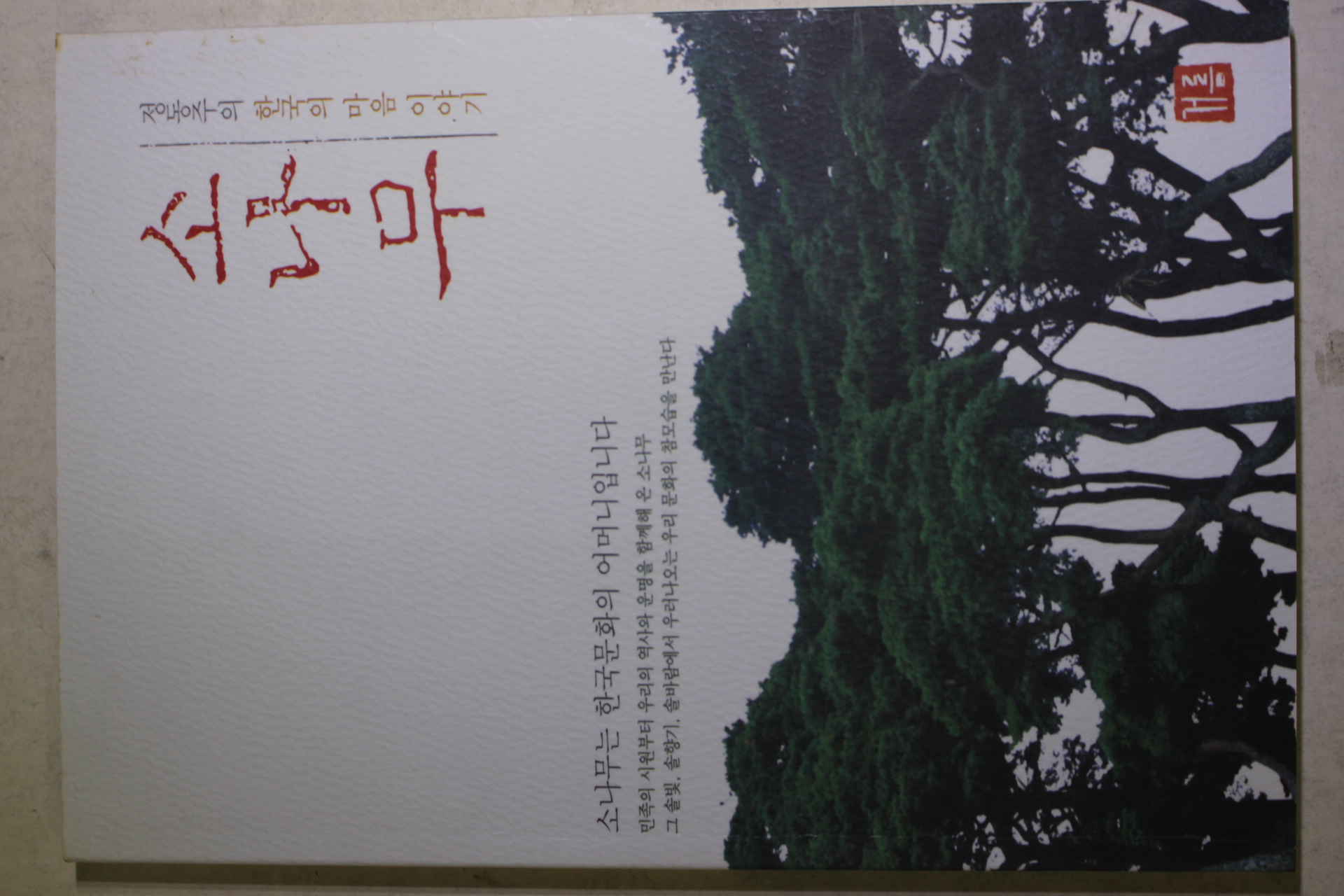 2001년 정동주 소나무