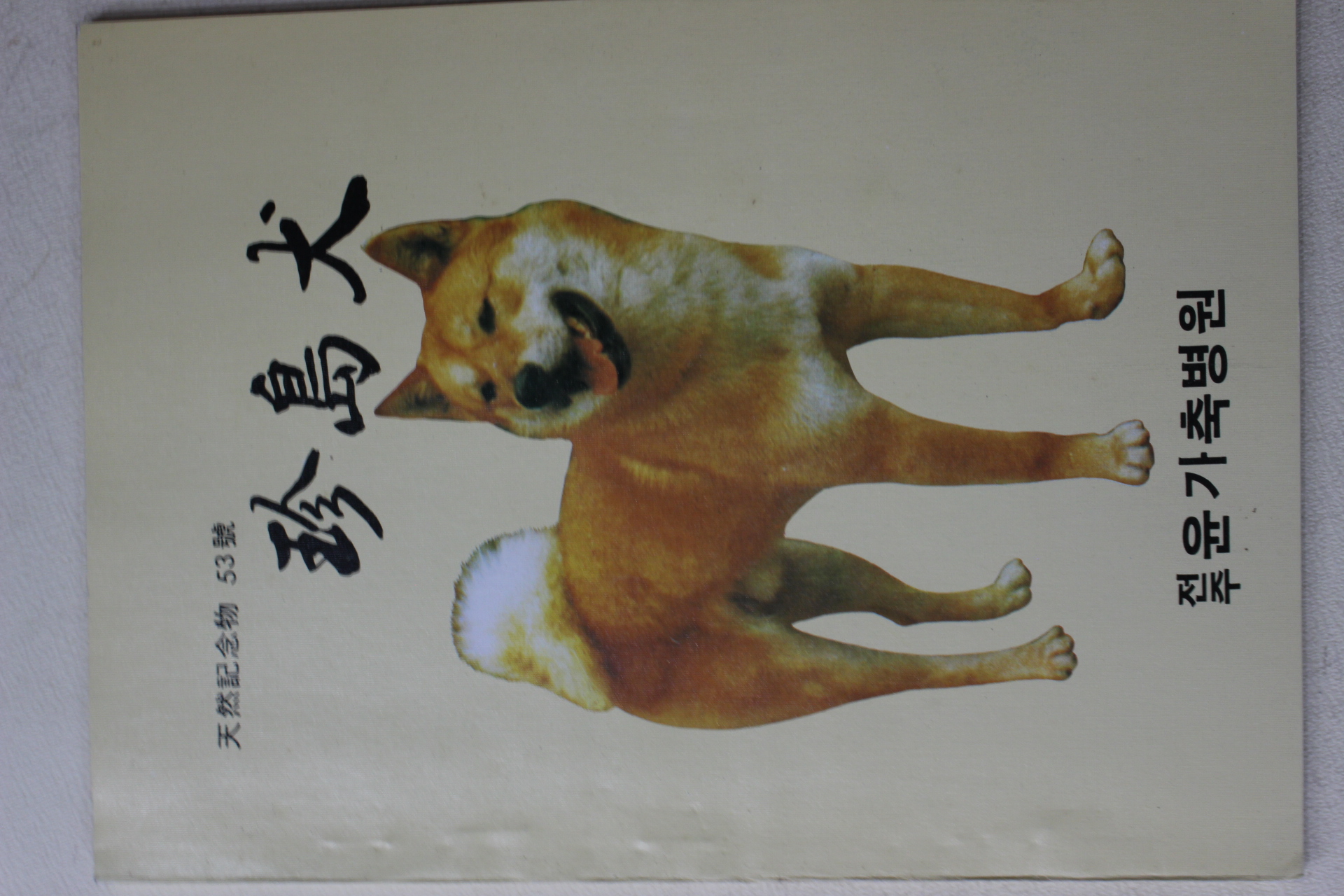 1983년 전주 윤가축병원 천연기념물53호 진도견(珍島犬)