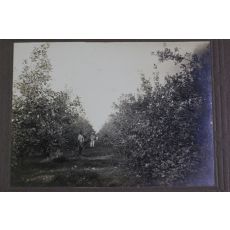 1918년(대정7년) 충남 논산 농장 사진