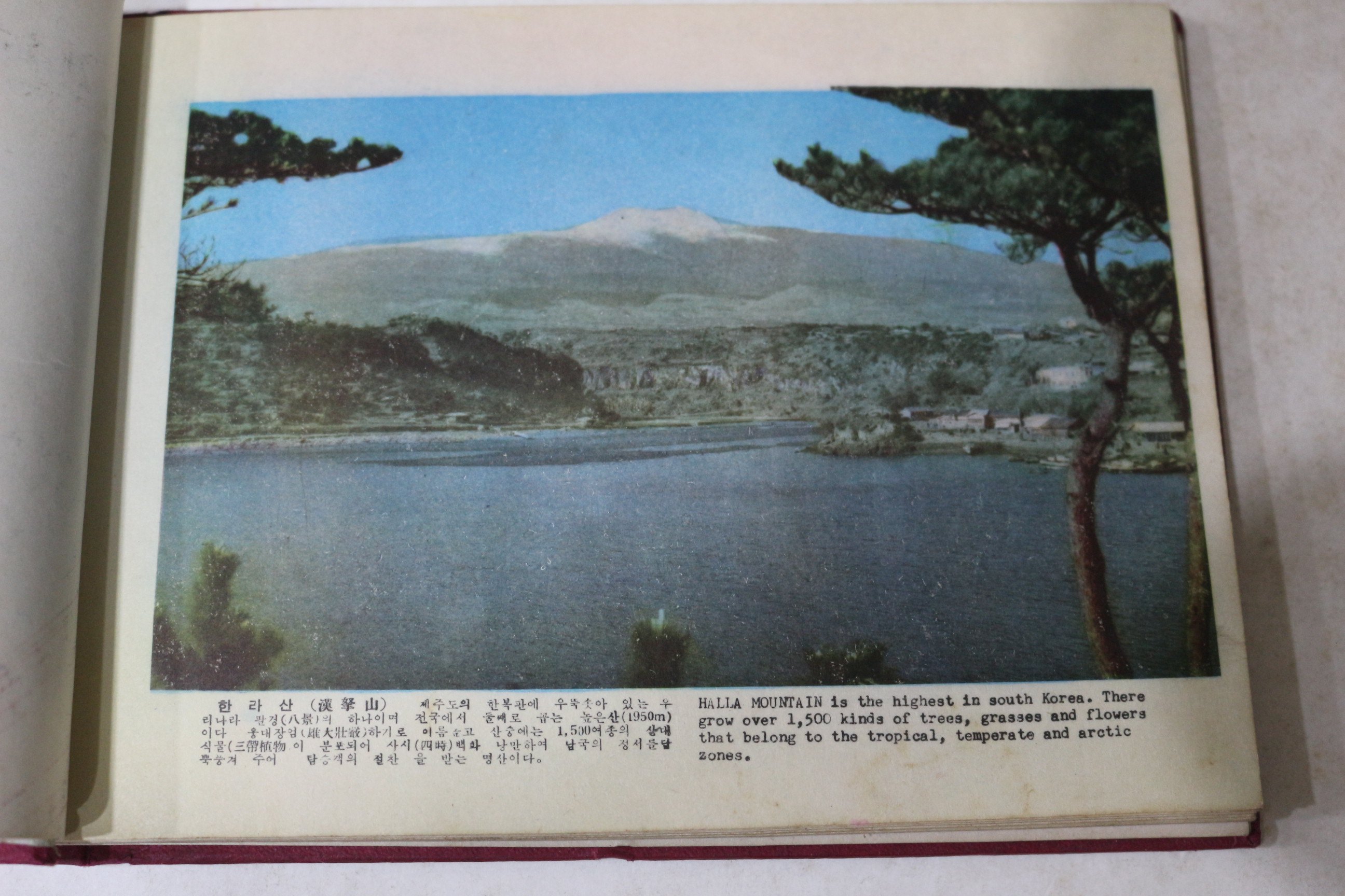 1960년대 제주관광기념