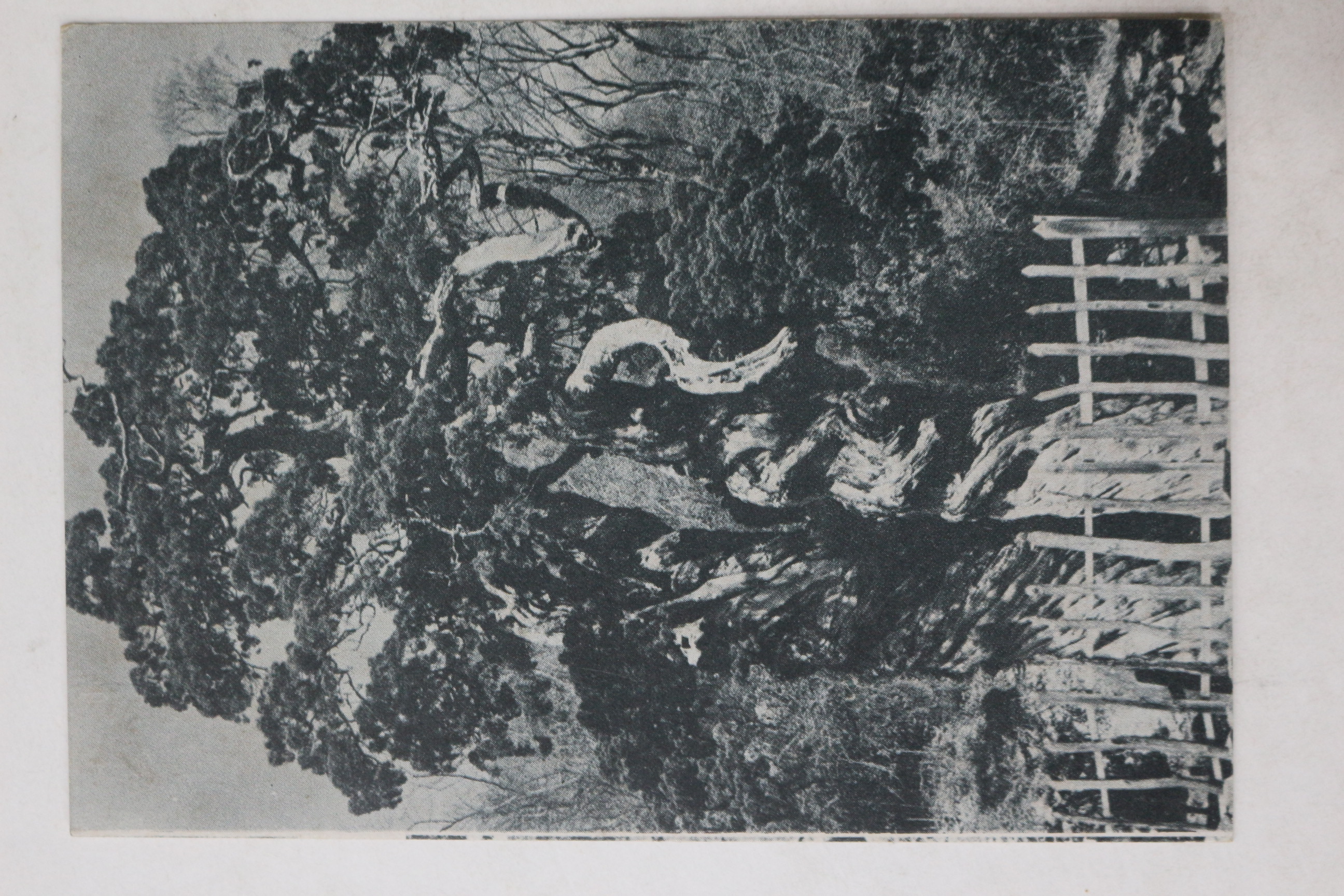 해방후 천연기념물 쌍향수 엽서